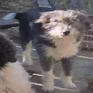 adoptable Dog in Fort Worth, TX named Tinkerbell