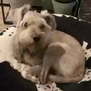 adoptable Dog in Clinton, MD named Dallas