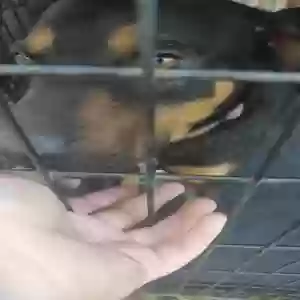 adoptable Dog in Mineola, TX named Edgar Allen Poe