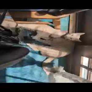 adoptable Cat in Wyoming, MI named chicken and noodle