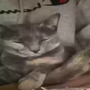 adoptable Cat in Wyoming, MI named mouse