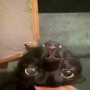 adoptable Cat in Wyoming, MI named bear