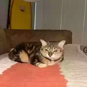 adoptable Cat in Wellington, FL named Nala