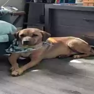 adoptable Dog in Corpus Christi, TX named Sparticus