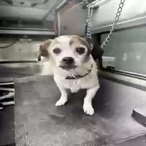 adoptable Dog in Snellville, GA named I don’t know