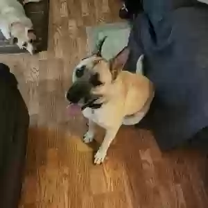 adoptable Dog in New Albany, IN named Unknown