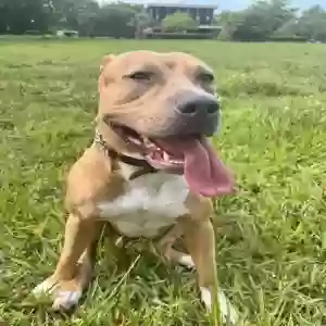 adoptable Dog in Fort Lauderdale, FL named Blue