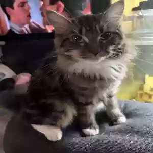 adoptable Cat in Fountain Valley, CA named Bobbie