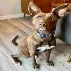 adoptable Dog in Euless, TX named Echo