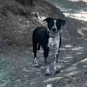adoptable Dog in Gardnerville, NV named Josie Lynn