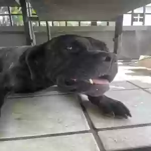 adoptable Dog in Merritt Island, FL named Lala