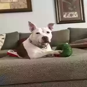 adoptable Dog in Alexandria, KY named Unknown