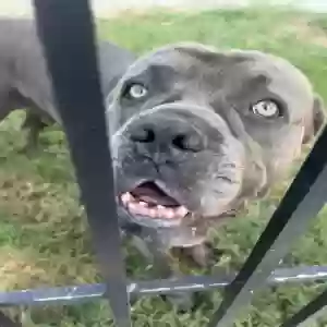 adoptable Dog in Titusville, FL named Tank