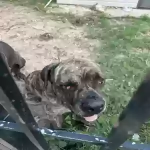 adoptable Dog in Melbourne, FL named Lucy
