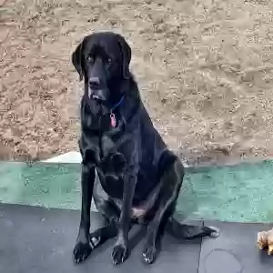 adoptable Dog in Christmas Valley, OR named Anak