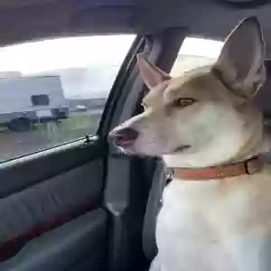 adoptable Dog in Eugene, OR named Unknown
