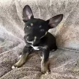 adoptable Dog in Fresno, CA named Sasha