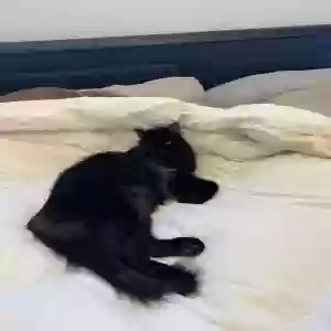 adoptable Cat in Denton, TX named Milli