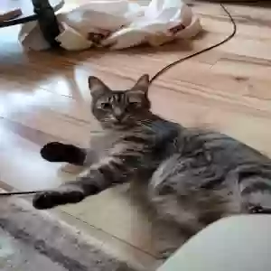 adoptable Cat in Snellville, GA named Arya
