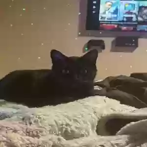 adoptable Cat in San Francisco, CA named Bagheera