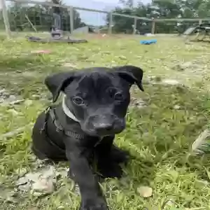 adoptable Dog in Baxter, TN named Cato