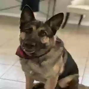 adoptable Dog in Crowley, TX named Hank
