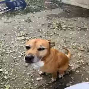adoptable Dog in Brandon, FL named Roxy