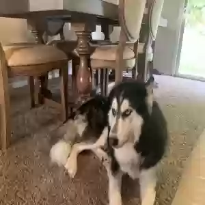 adoptable Dog in Houston, TX named Omashu