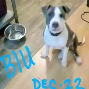 adoptable Dog in Sulphur, LA named Blu