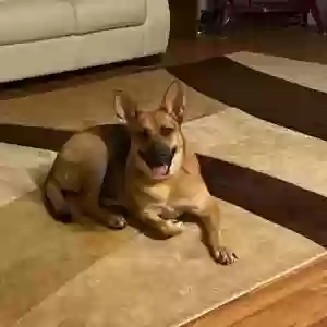 adoptable Dog in La Verne, CA named Koa