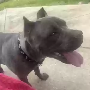 adoptable Dog in Plainfield, IL named PAC