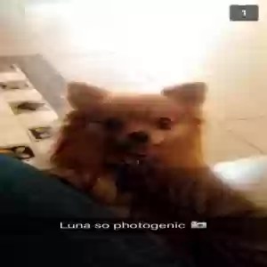 adoptable Dog in Santa Maria, CA named Luna