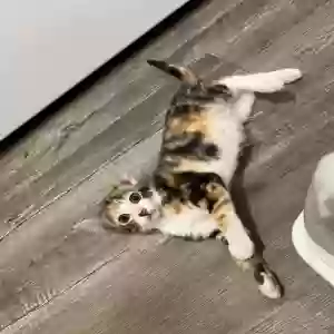 adoptable Cat in Katy, TX named none