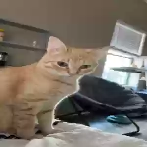 adoptable Cat in Weatherford, TX named Olive