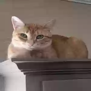 adoptable Cat in Weatherford, TX named Mac