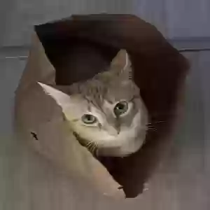 /images/pets/original/2182800_actual_two.webp