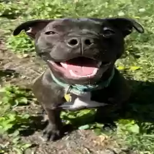 adoptable Dog in Jackson, MI named Gator