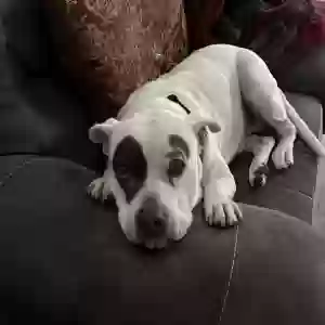 adoptable Dog in Aubrey, TX named Unknown
