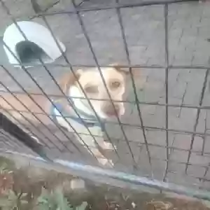 adoptable Dog in Phelan, CA named Mamas