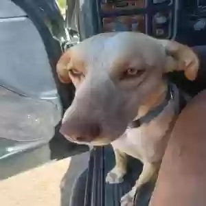 /images/pets/original/2182837_30663_IMG20250518171114.webp