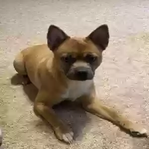 adoptable Dog in Homeworth, OH named Unknown
