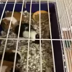adoptable  in Saint Cloud, FL named Oreo, Lilly,and Bella