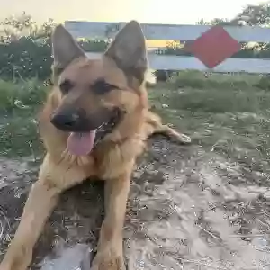 adoptable Dog in Saint Augustine, FL named Unknown