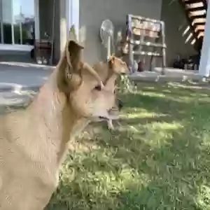 adoptable Dog in La Mirada, CA named Unknown