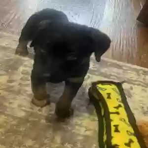 adoptable Dog in Midlothian, TX named Unknown
