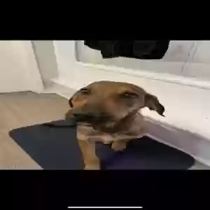 adoptable Dog in Garland, TX named Unknown