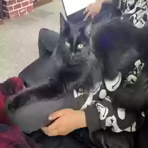 adoptable Cat in Bangor, ME named Nyx