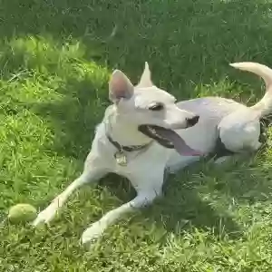 adoptable Dog in Pearland, TX named Snowy
