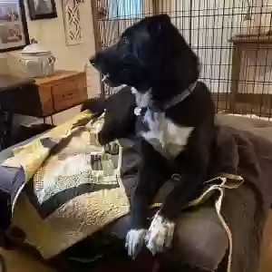 adoptable Dog in Murfreesboro, TN named Franklin