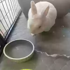 adoptable  in Valencia, CA named Ethenia